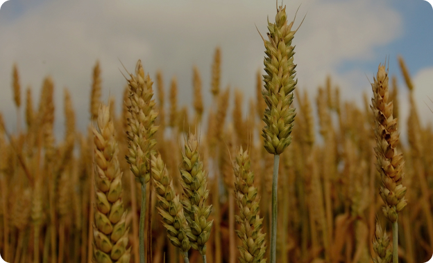 борошна виготовлено за 2023 рік