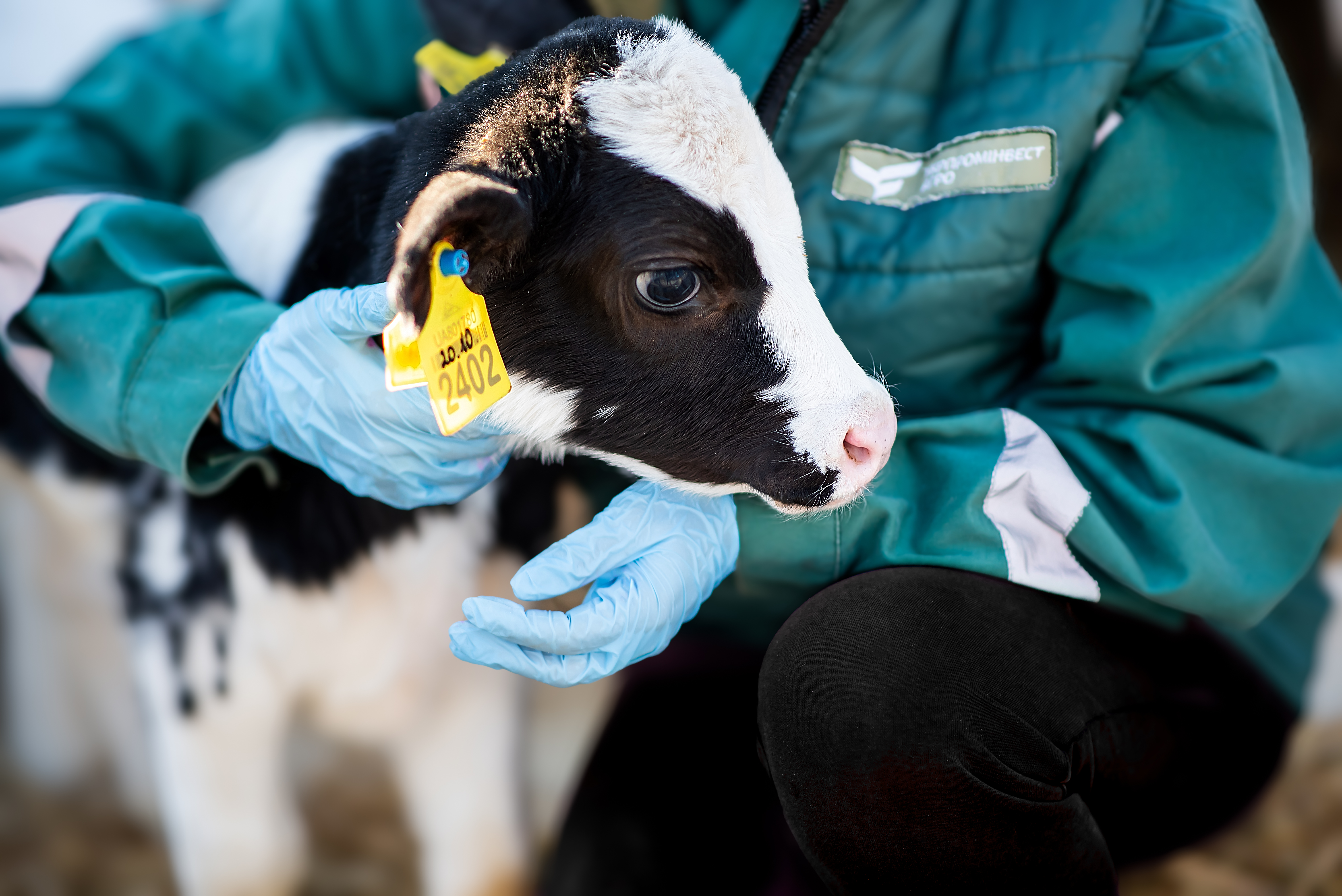 Тваринництво