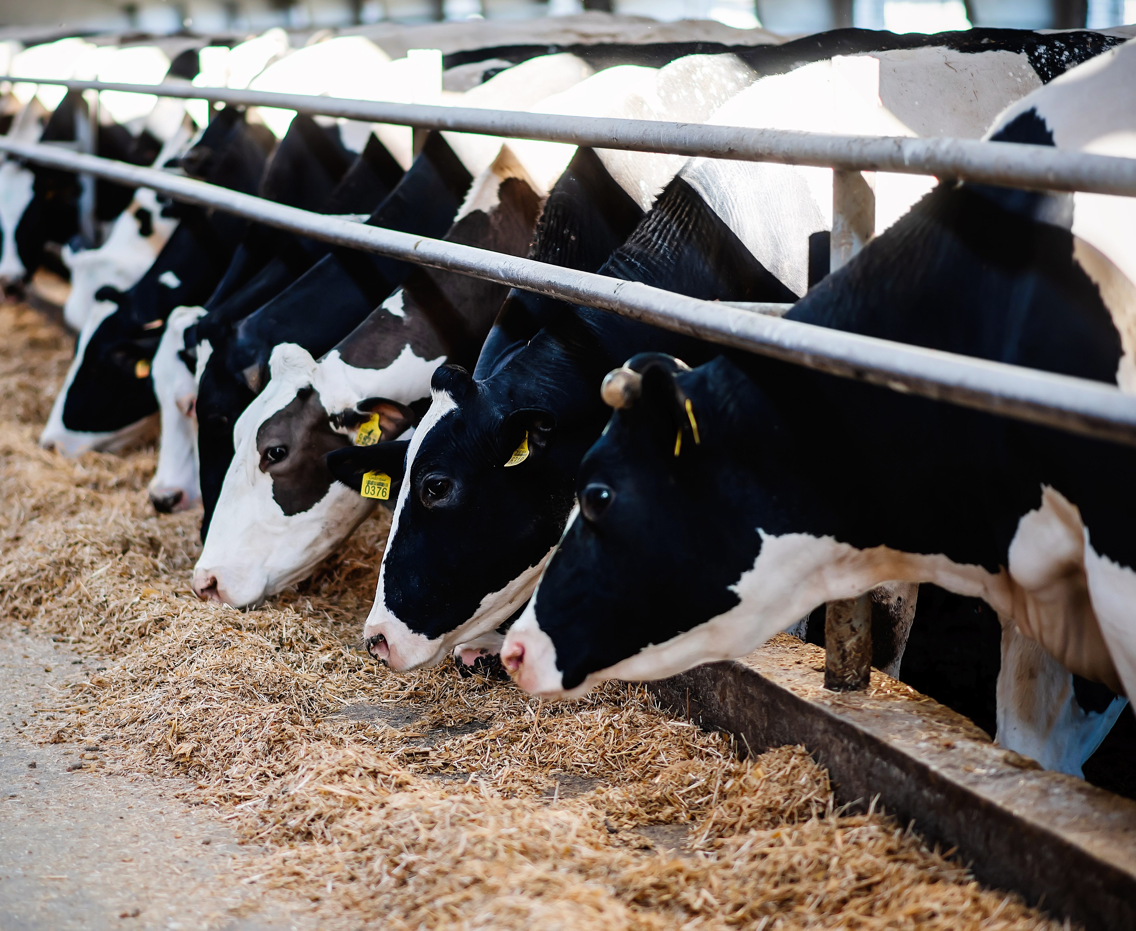 Тваринництво